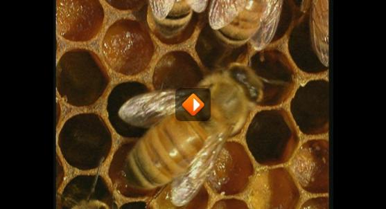 thumbnail - Honing, van de bijtjes naar je boterham